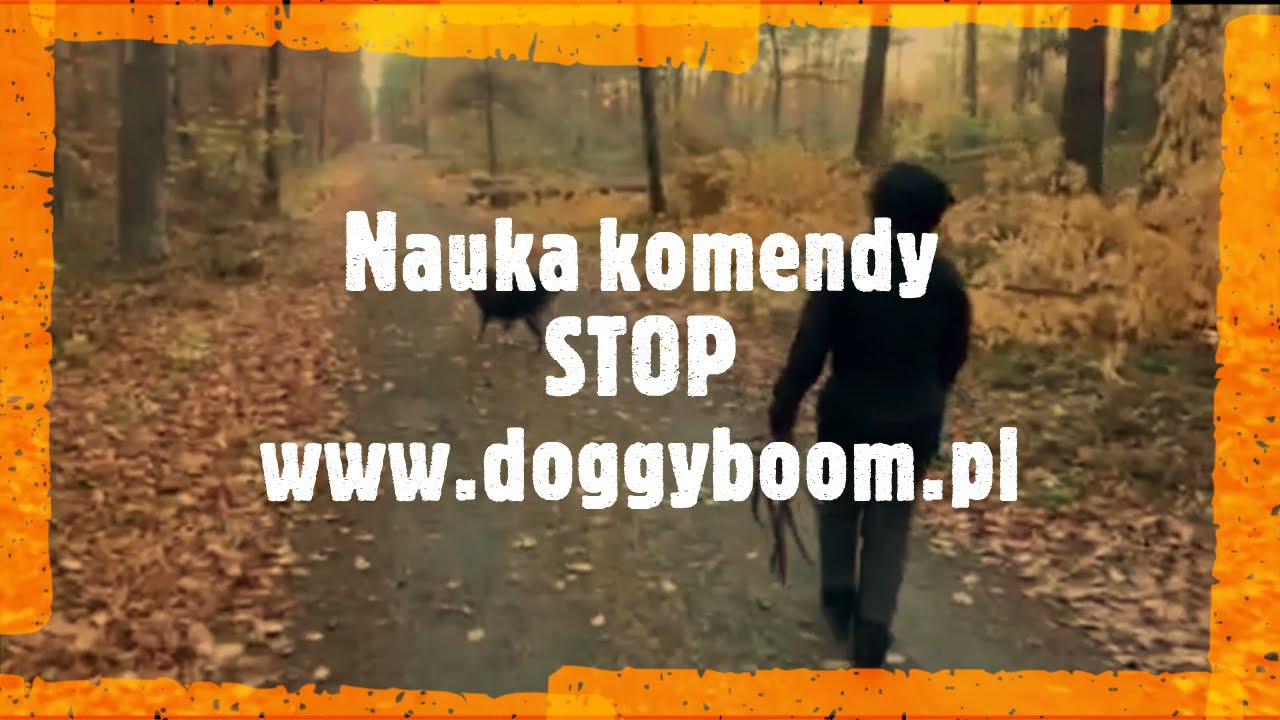 Szkolenie psa Komenda STOP - nauka krok po kroku
