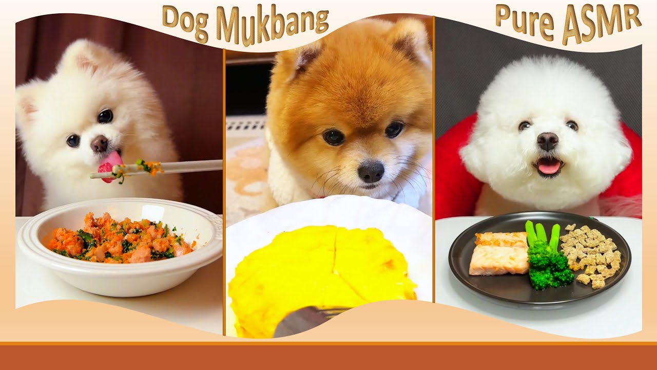 From Duck Dinner to Basque Cake 🍰🐾 | 3 Dogs’ Cozy Eating Time #DogASMR #CuteDogs