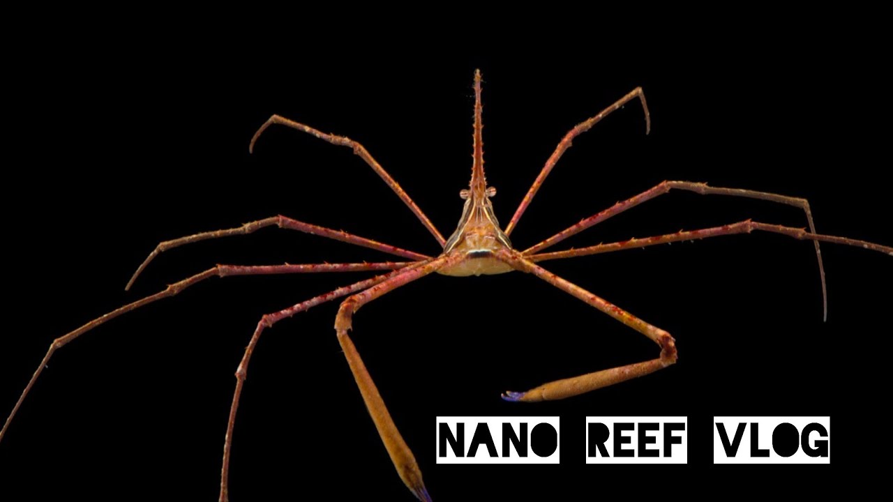 Nano Reef Vlog | Krab 🦀 na wieloszczety i brzydkie kaczątko?