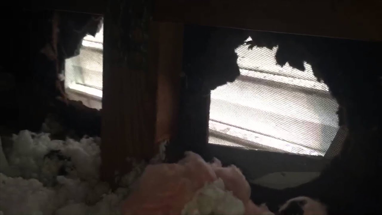 Attic Mold Growth In The Winter Time? Condensation and Mold In This Wilmette, IL Home