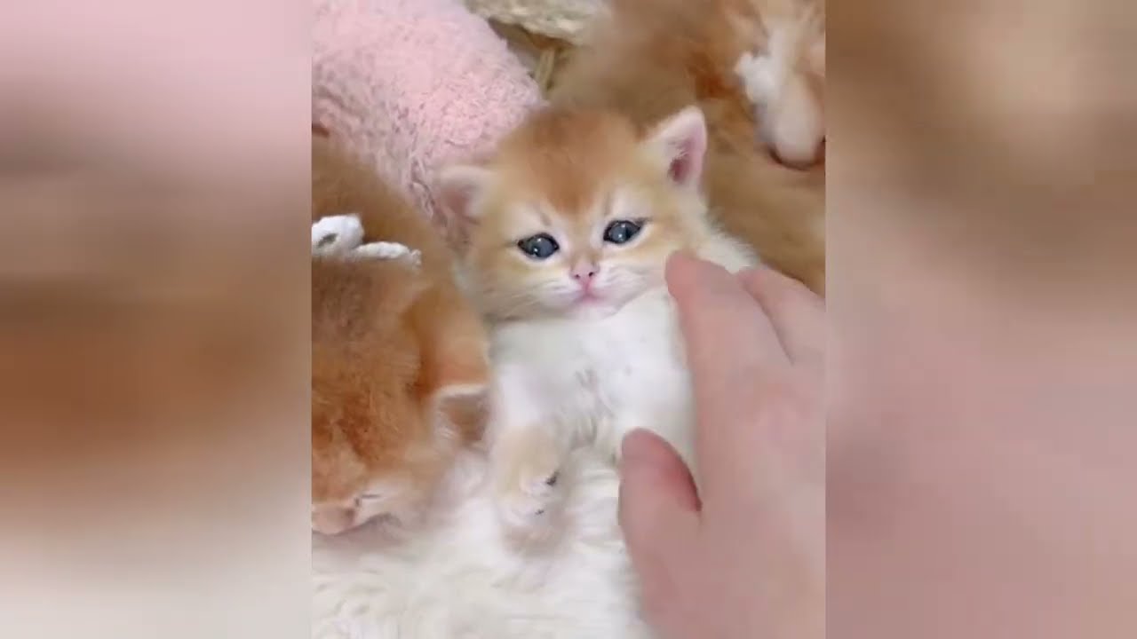 Keep calm and let these cute kittens cheer you up
