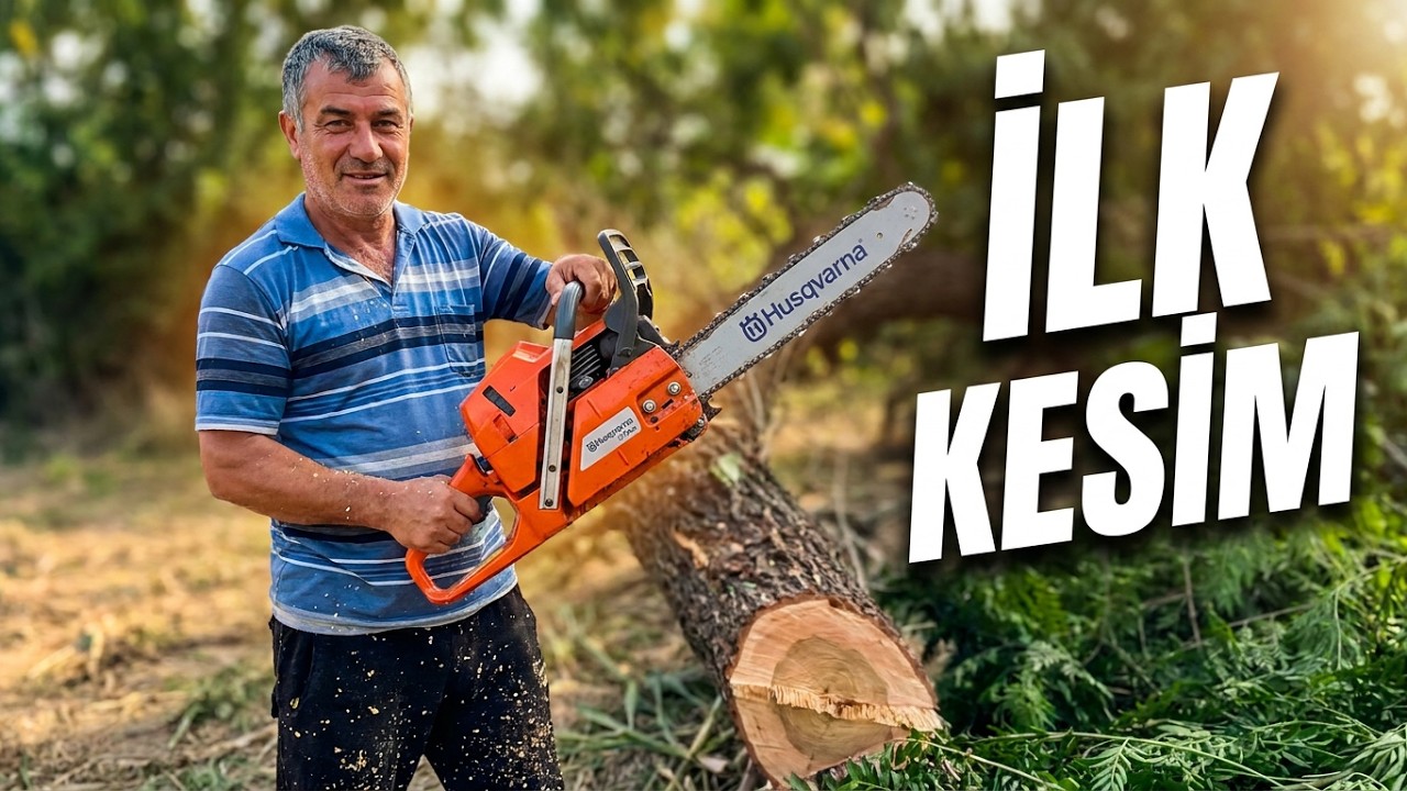 Husqvarna 372xp x-torq Motorlu Testere’nin İlk Ağaç Kesimi / Dehşet Güçlü 💪