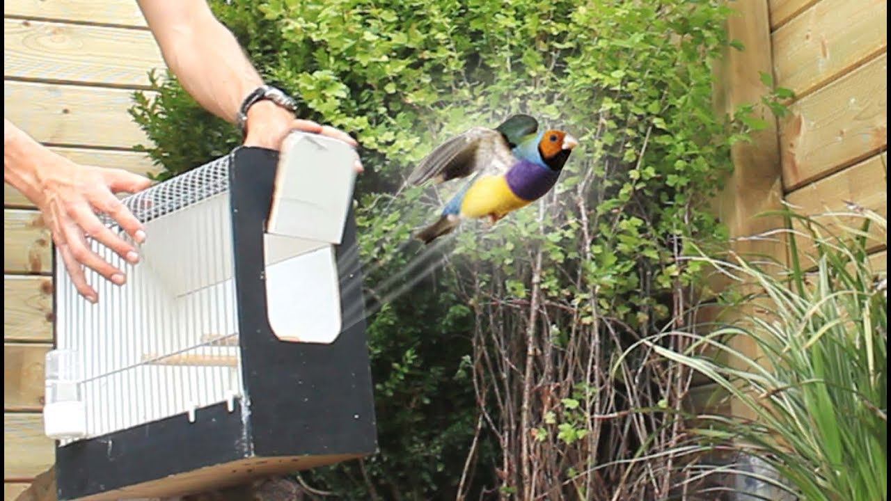 Aviary Birds Released In Their New Home