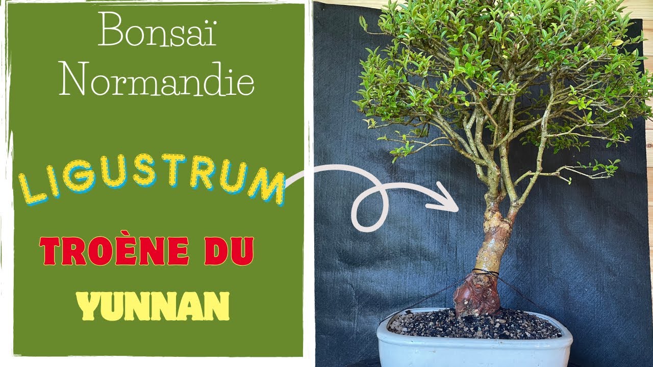 BONSAÏ LIGUSTRUM 🌳 Projet Hokidashi