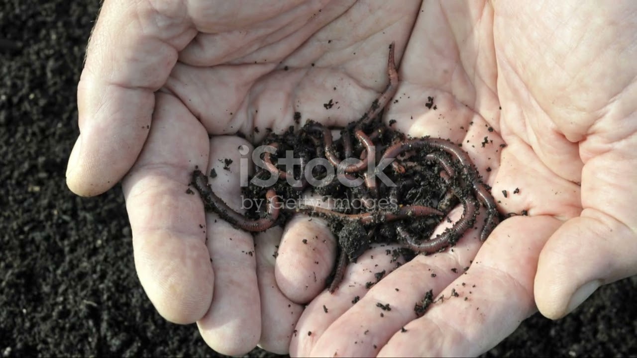 How to Boost Soil Fertility Naturally and Increase Crop Yield