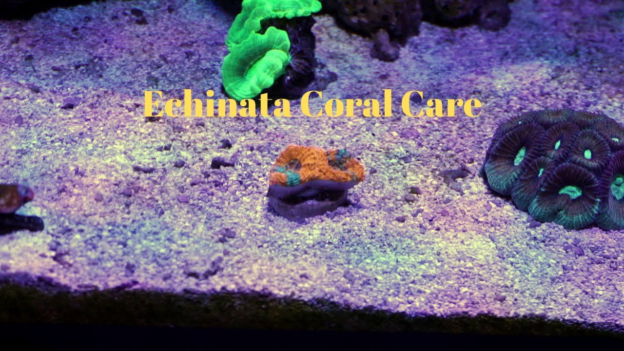 Echinata Coral Care