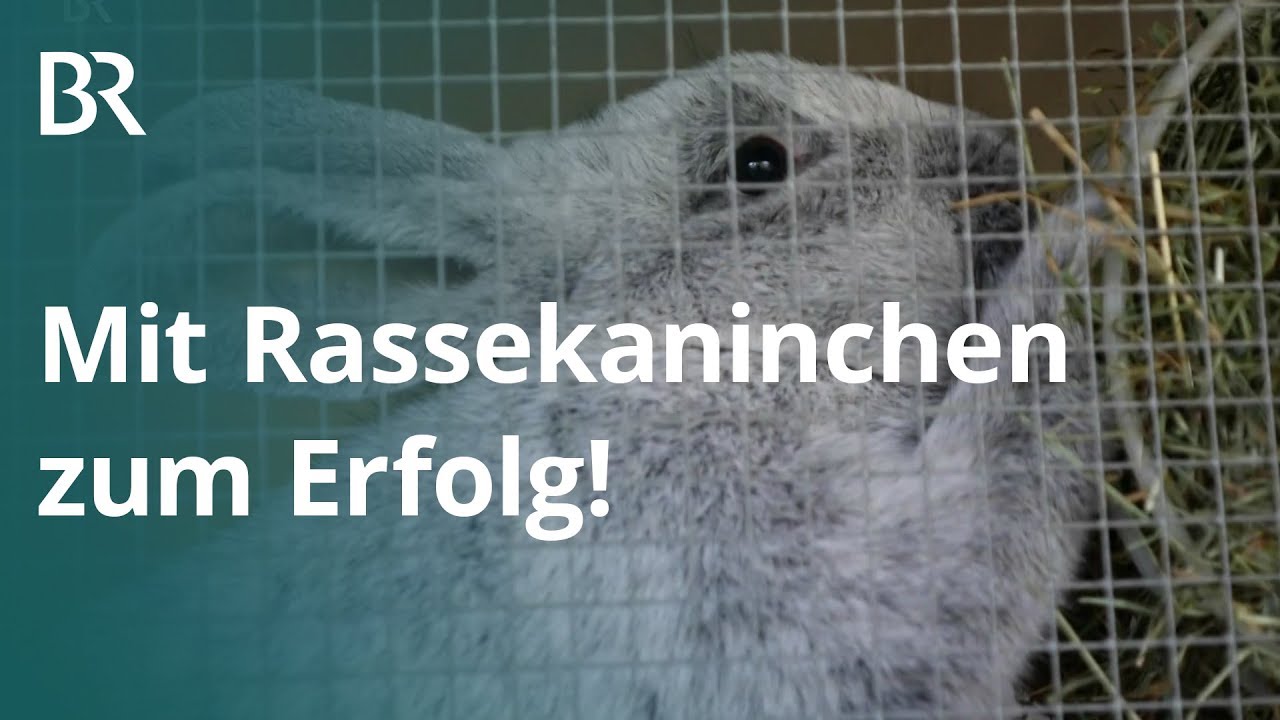 Rassekaninchen: Mit Rammlern zum Turniersieg | Unser Land | BR Fernsehen