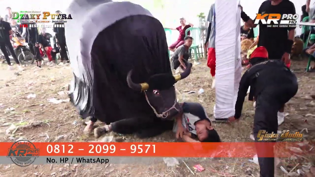 KEBO NGAMUK / MANUK DANGDUT / DZAKY PUTRA / EDISI SELASA 22 -11-22 / TEGALURUNG