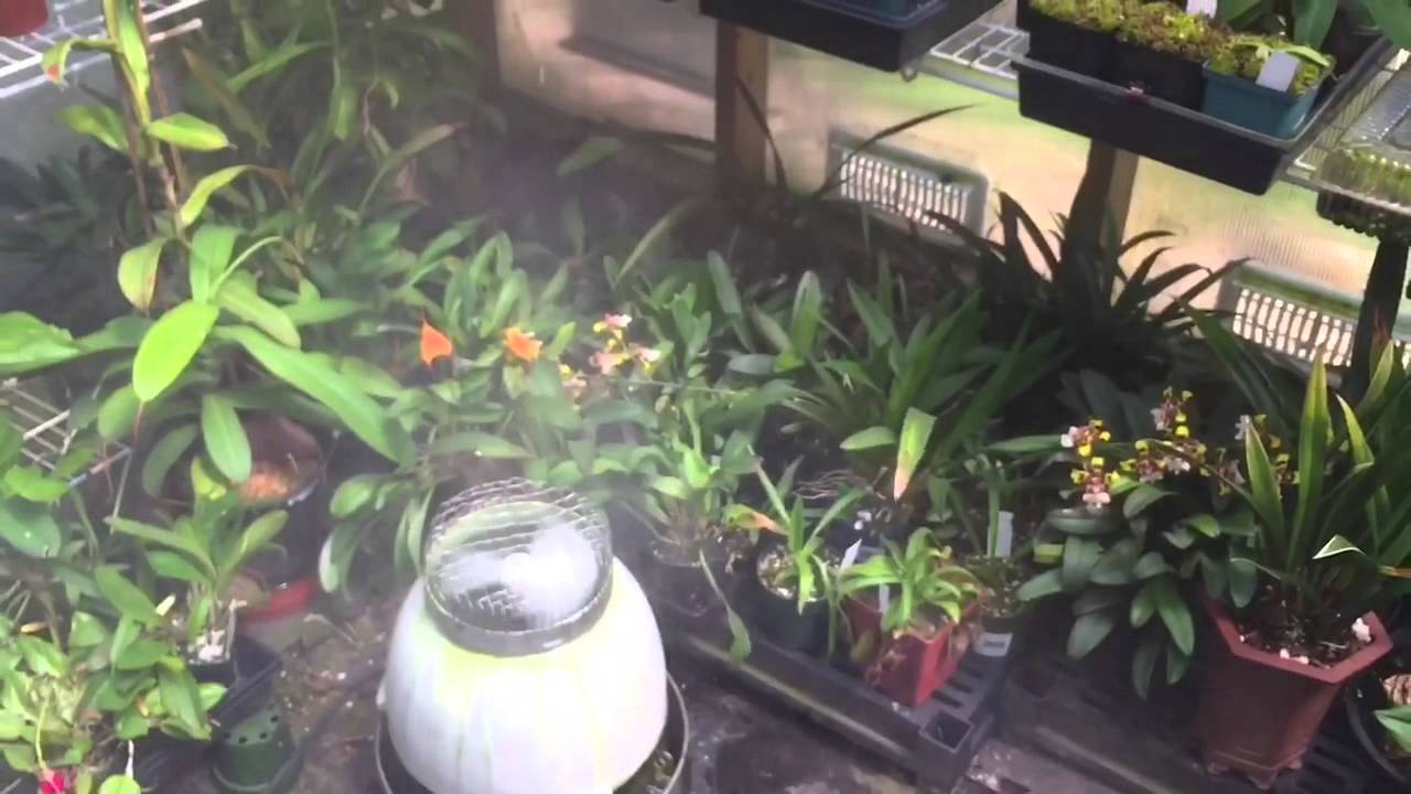 GREENHOUSE MISTING SYSTEM IN ACTION BRINGS UP HUMIDITY NEPENTHES EDWARDSIANA RAJAH AND MORE