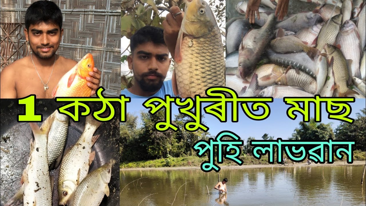 1 কঠা মাটিৰ পুখুৰীৰ পৰা মাছ উৎপাদন কিমান ? লাভ ? ডাঙৰ ডাঙৰ ৰৌ,grass carp ,মিৰিকা চাওঁ আহক/Fish farm