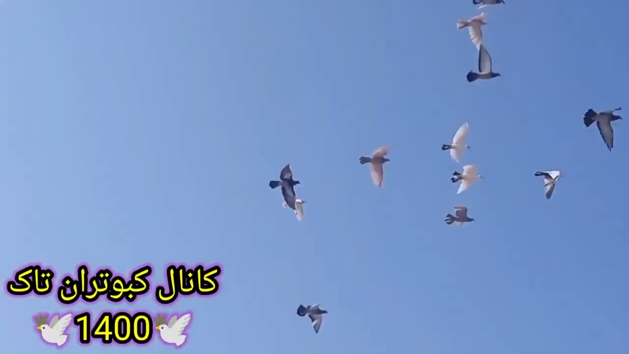 کبوتر بازی با کفترای تازه جلد