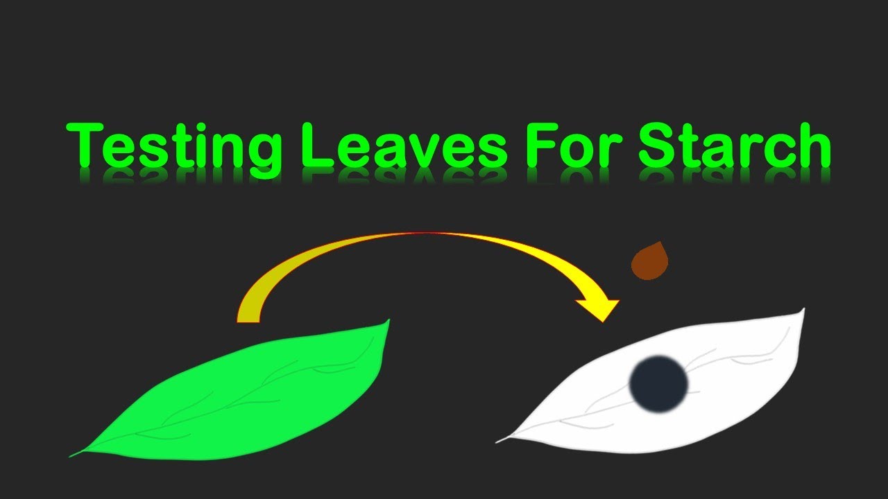 Testing leaves for starch (Demonstration Experiment)