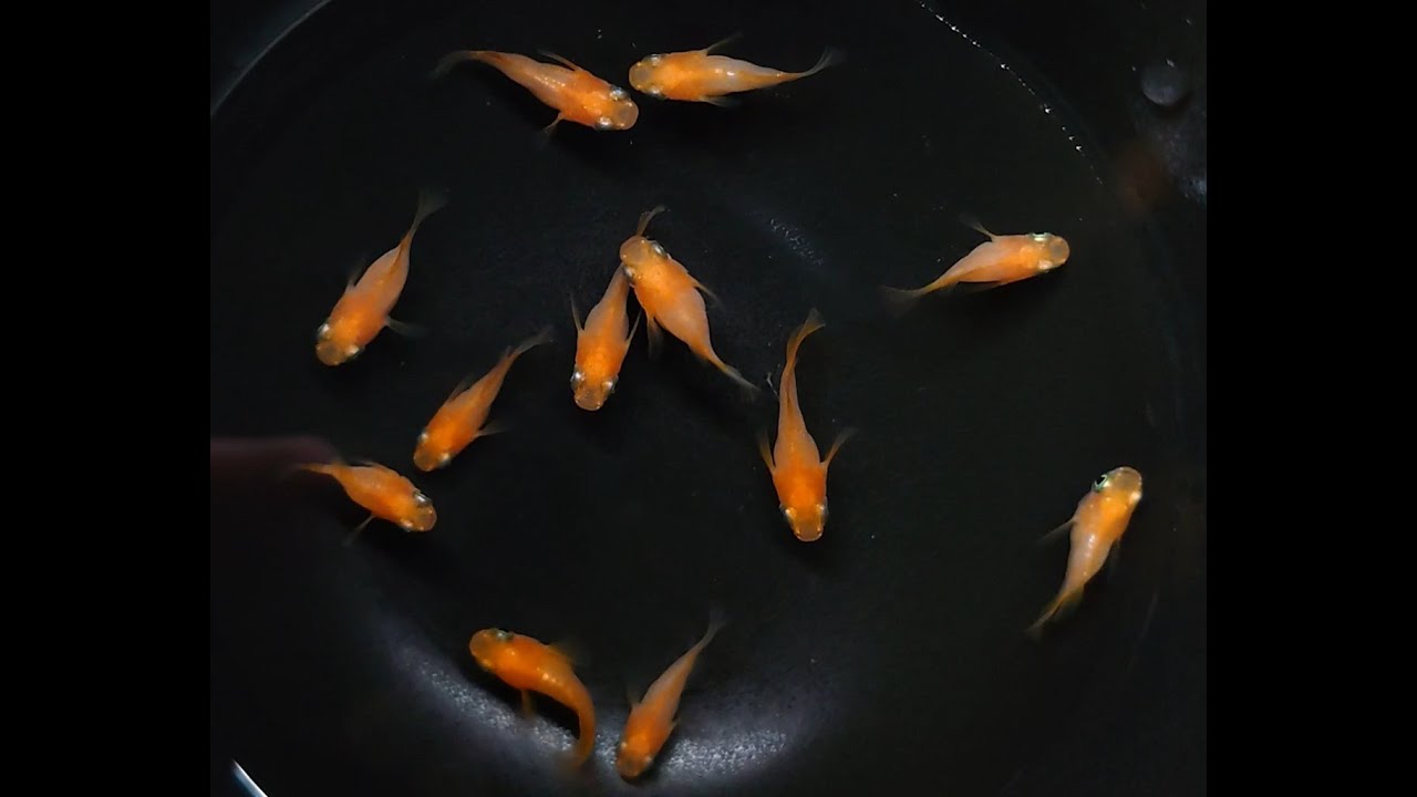 朱天皇0929【メダカ】