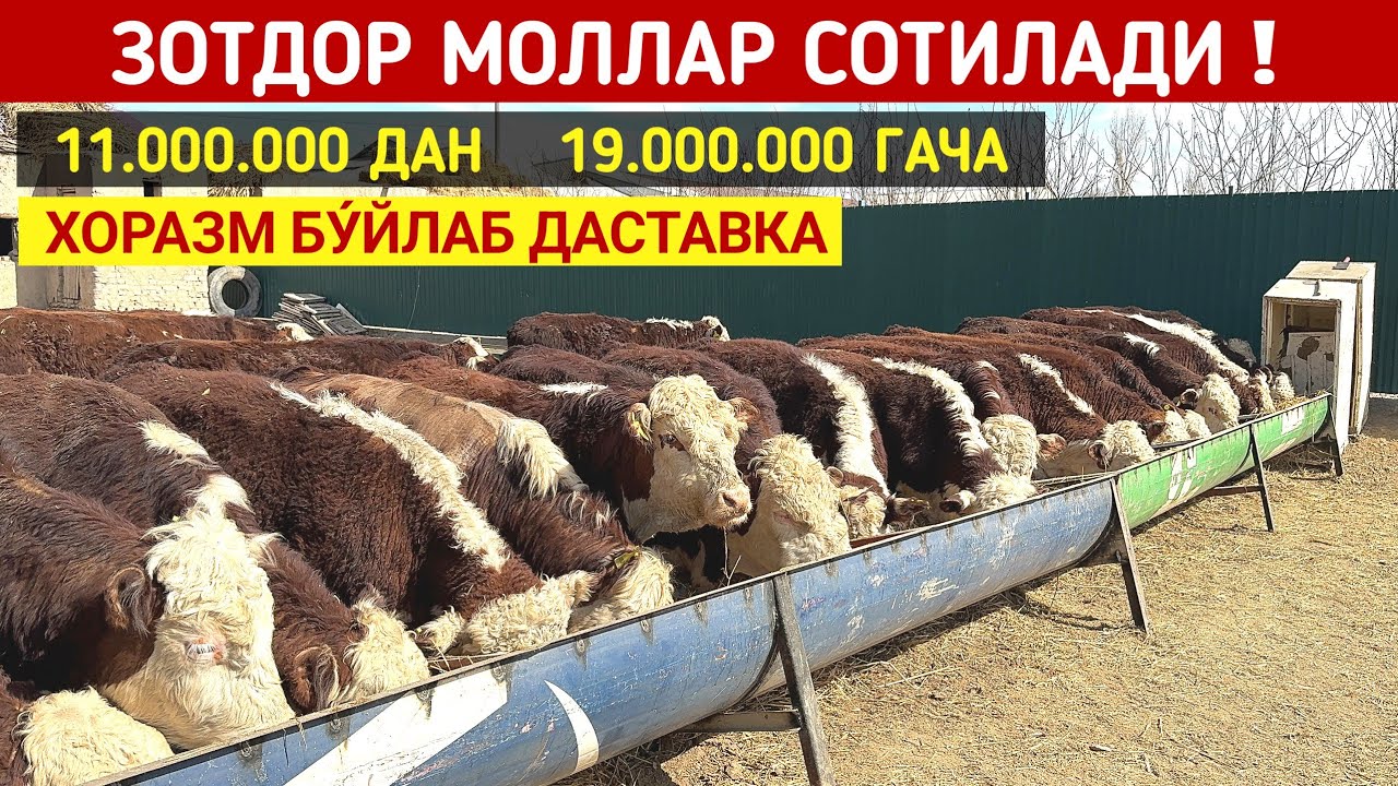 ЗОТДОР МОЛЛАР СОТИЛАДИ ХОРАЗМ БУ́ЙЛАБ ДАСТАВКА !!! ХОРАЗМ БОЗОР