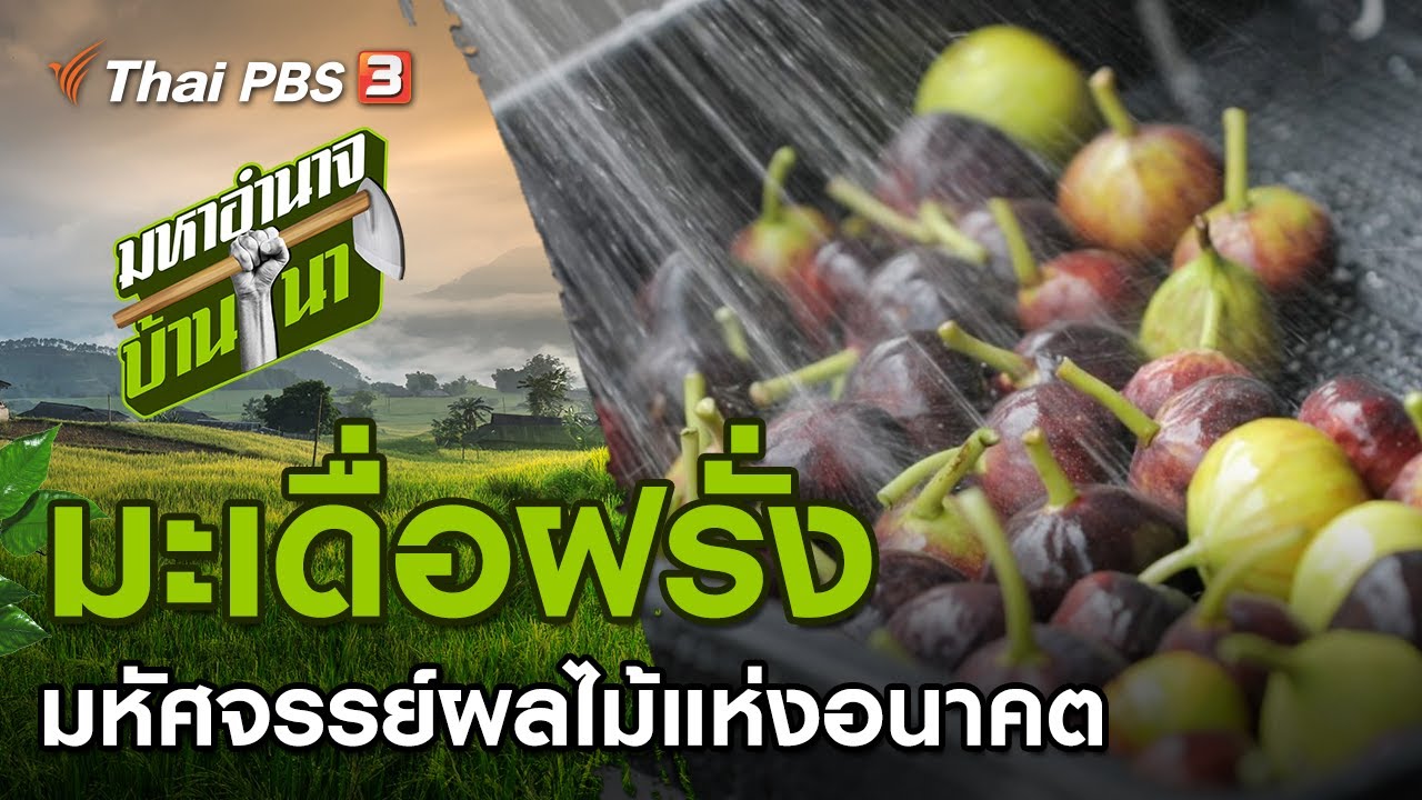 มะเดื่อฝรั่ง มหัศจรรย์ผลไม้แห่งอนาคต : มหาอำนาจบ้านนา (9 พ.ค. 64)