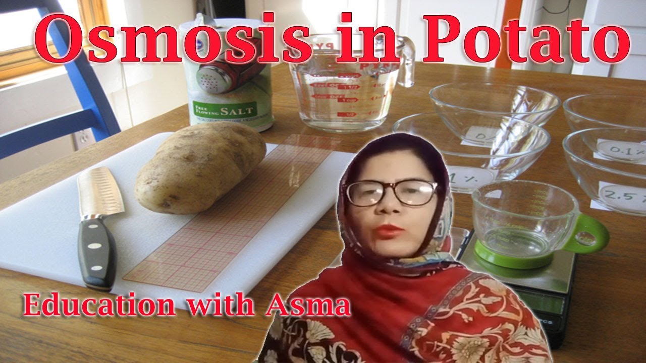 Osmosis in Potato | experiment #1 biology class10