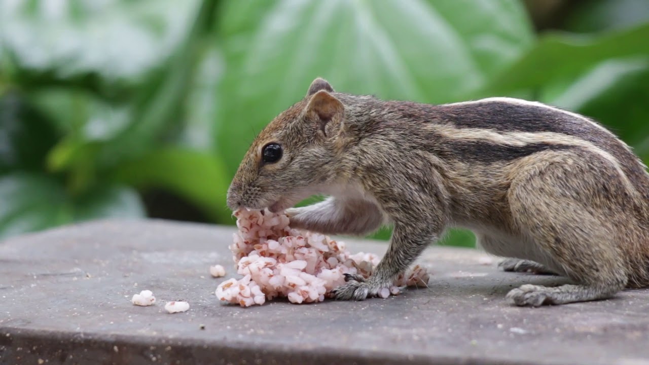 Squirrel Eating Rice