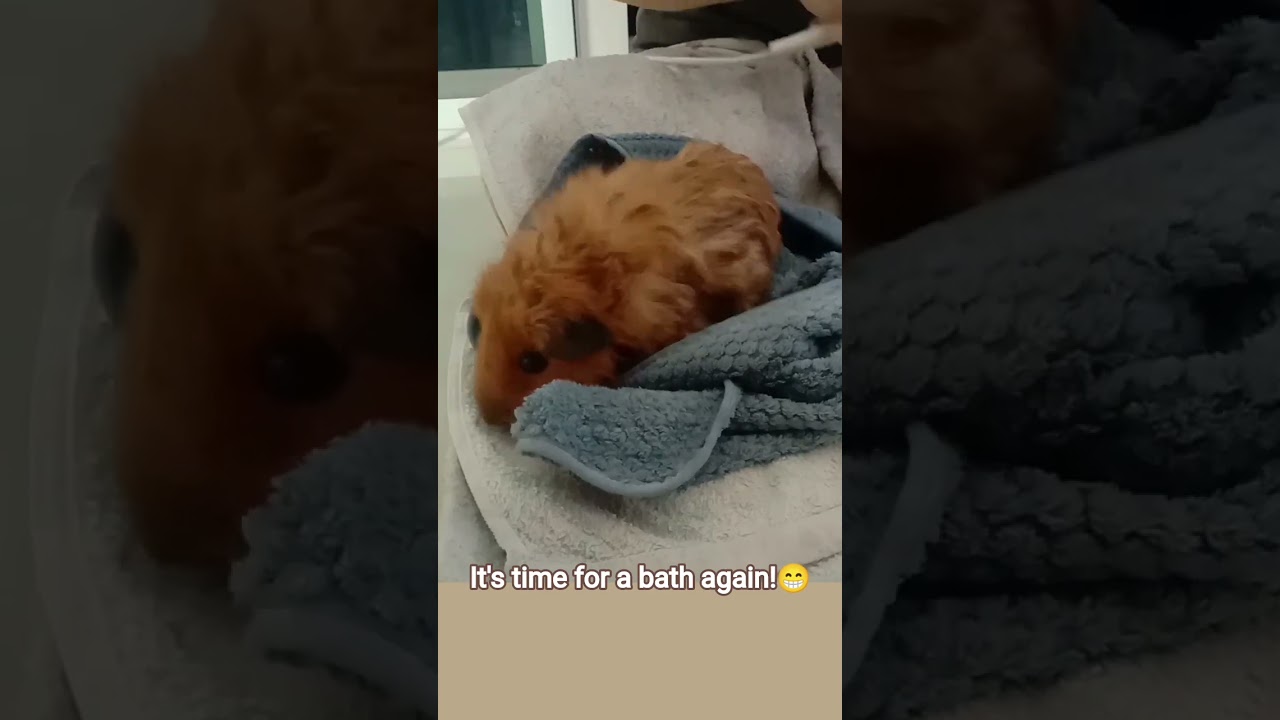 It's fur-care day!!!