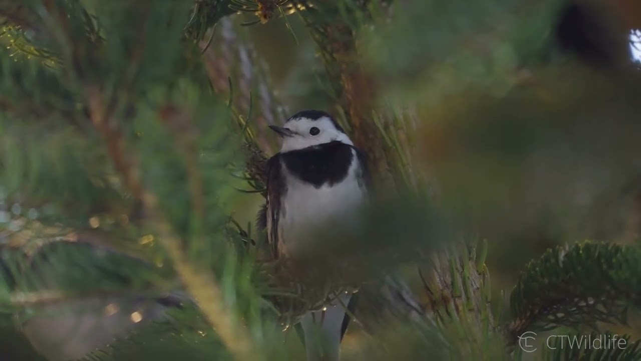 A Hundred Tails A-wagging