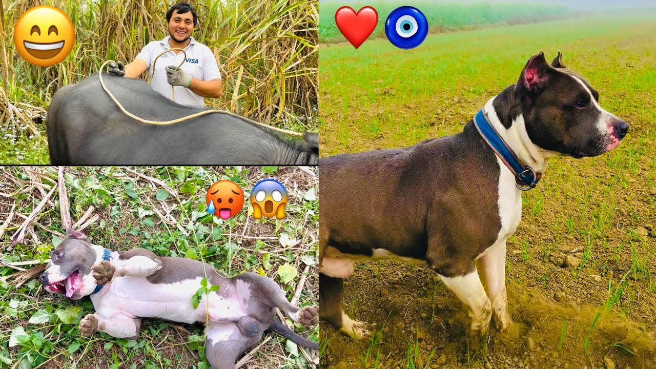 KARTOOS ❤️🐶￼Ne Kia ￼System Hang 😱 ? 1 million views. ? ￼
