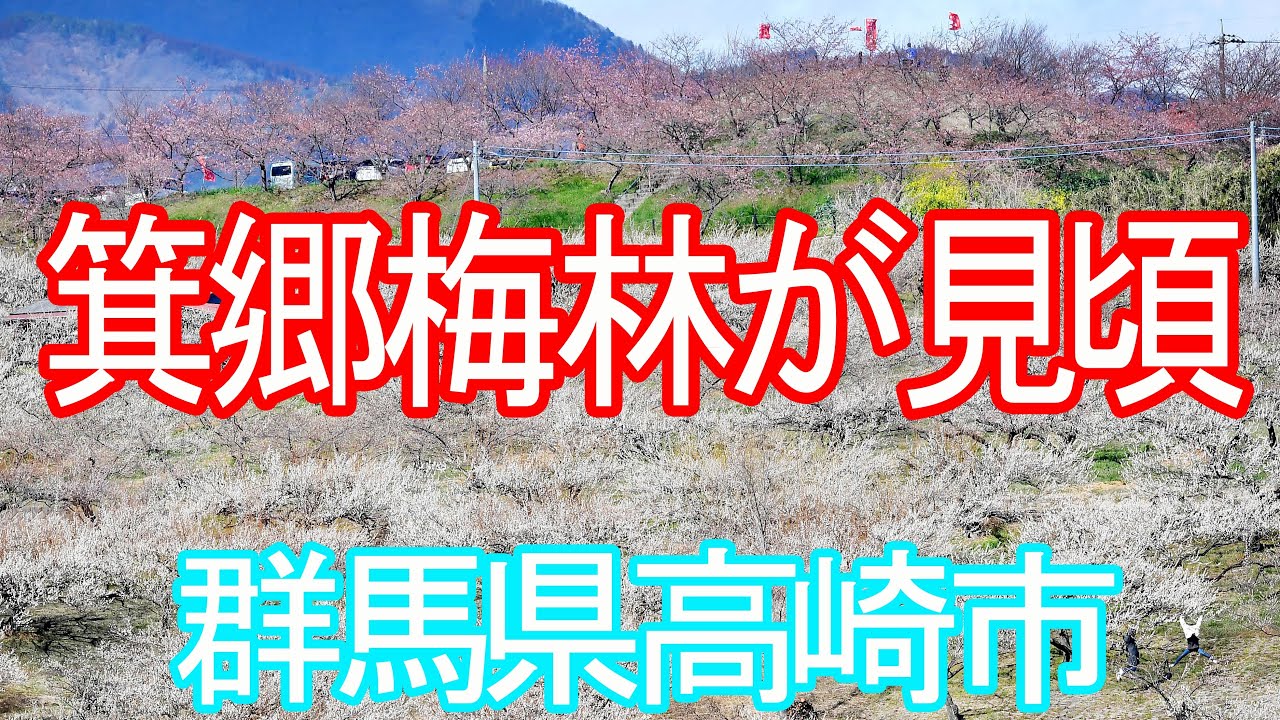 箕郷梅林が見頃　見渡す平野に〝紅白の宴〟（群馬県高崎市）