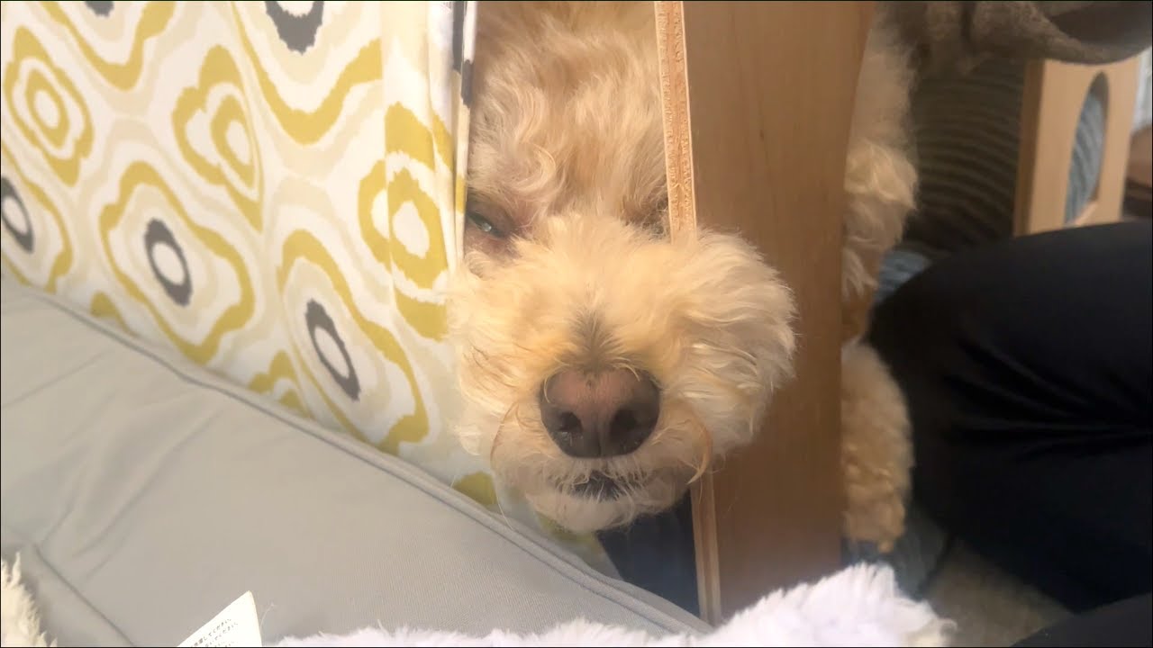 ある物が嫌すぎて謎行動をする大きいトイプードル【デカプー】【トイプードルのロアくん】【toy poodle】