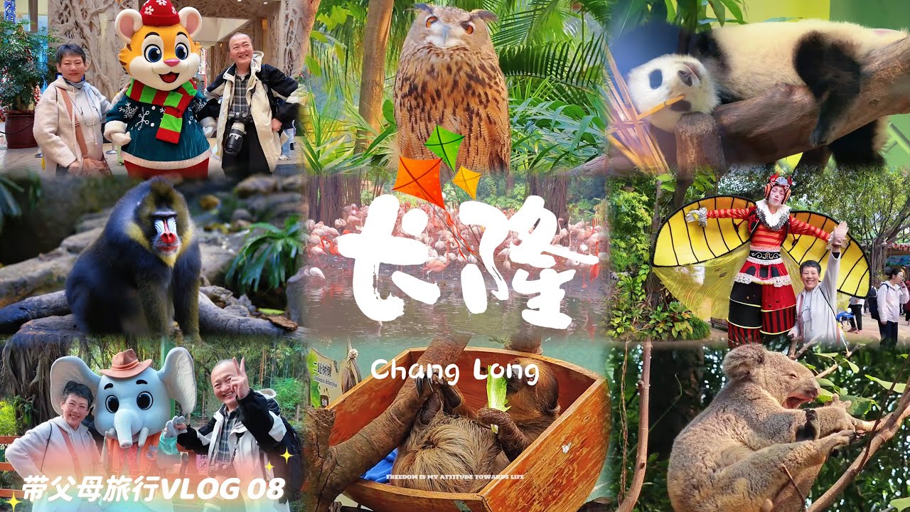 【4K·新年】带父母玩转广州长隆！全日沉浸动物园VLOG｜熊猫、考拉、长颈鹿｜家庭旅行日记 #带父母旅行 #带父母看世界 #旅行 #旅行vlog #travel #广州长隆 #旅游 #新年旅行