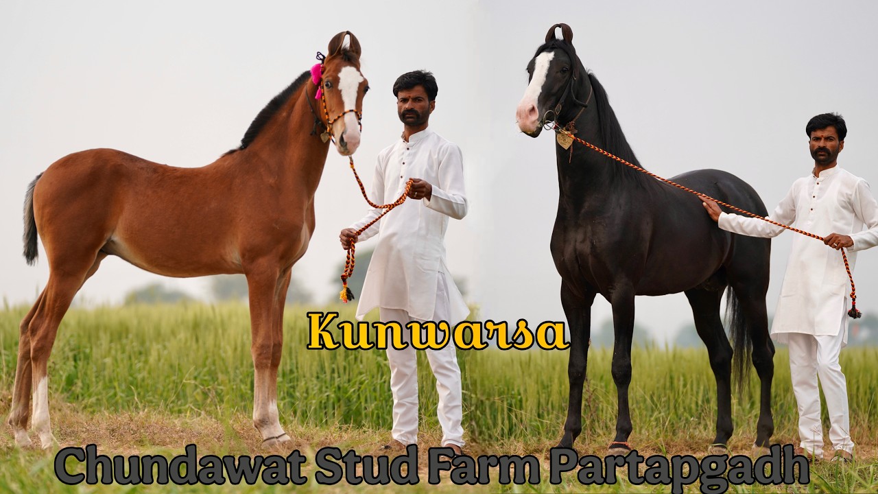 MP Rajasthan -बॉडर का Chundawat Stud Farm || Beautiful Marwadi  Horses