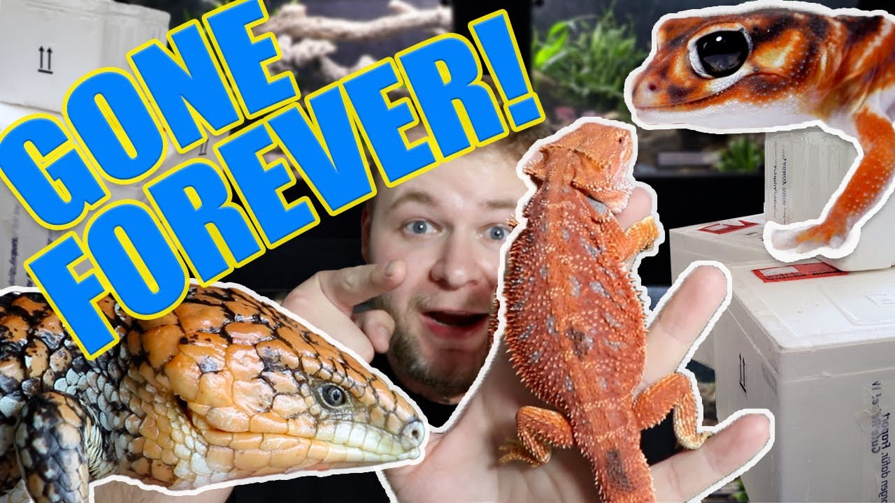 IT'S ALL OVER!! UNBOXING 1700 RARE AUSTRALIAN REPTILES for the LAST TIME!