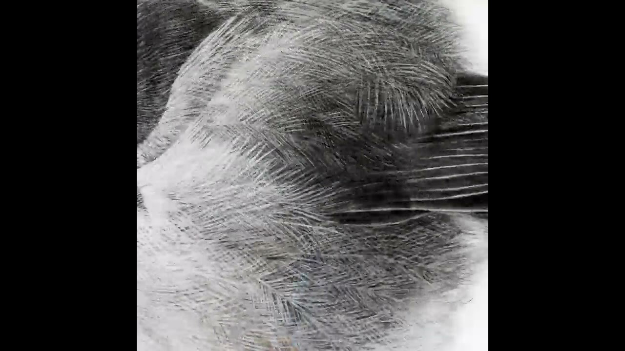 Realistic BIRD DRAWING/PENCIL Technique