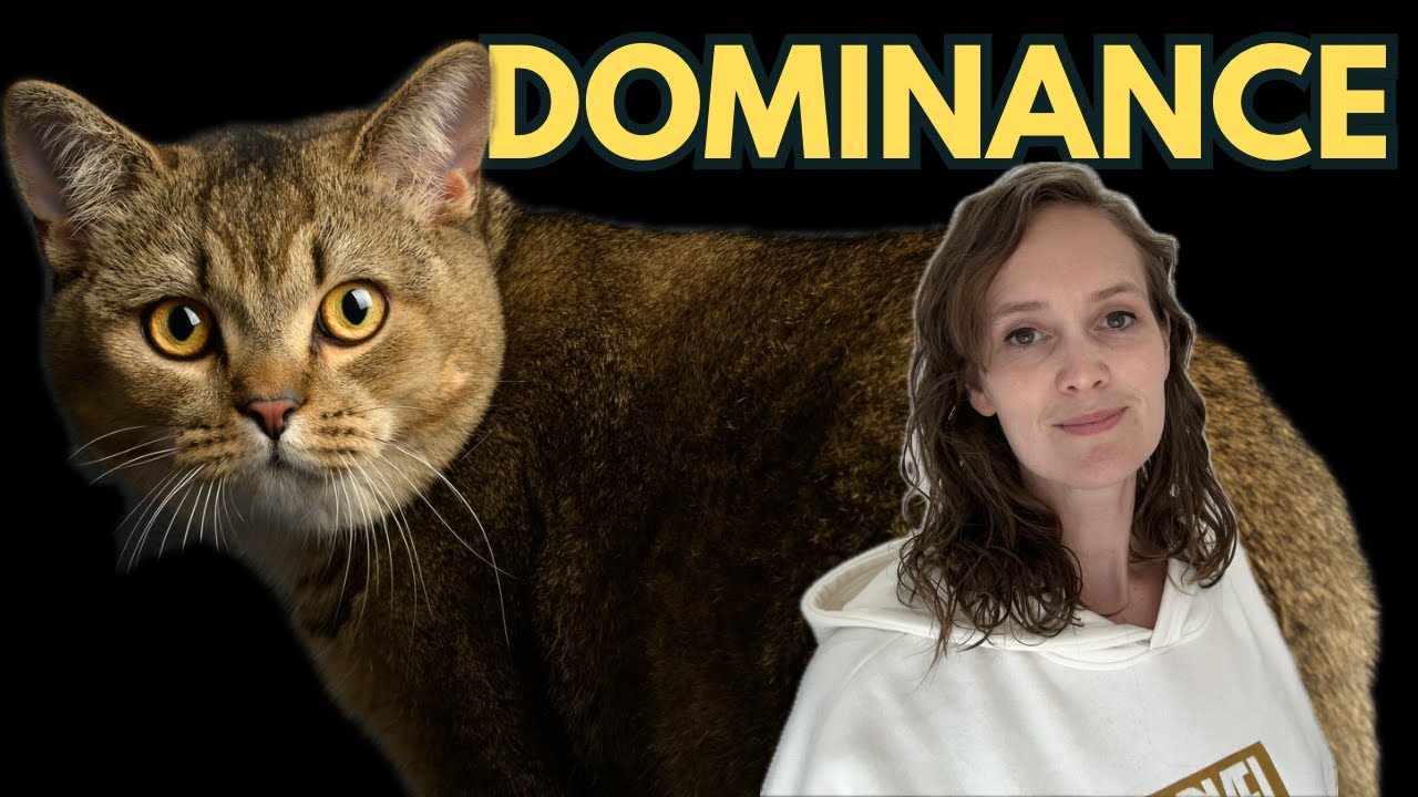 Доминирование у кошек &mdash; это не то, что вы думаете 🐱