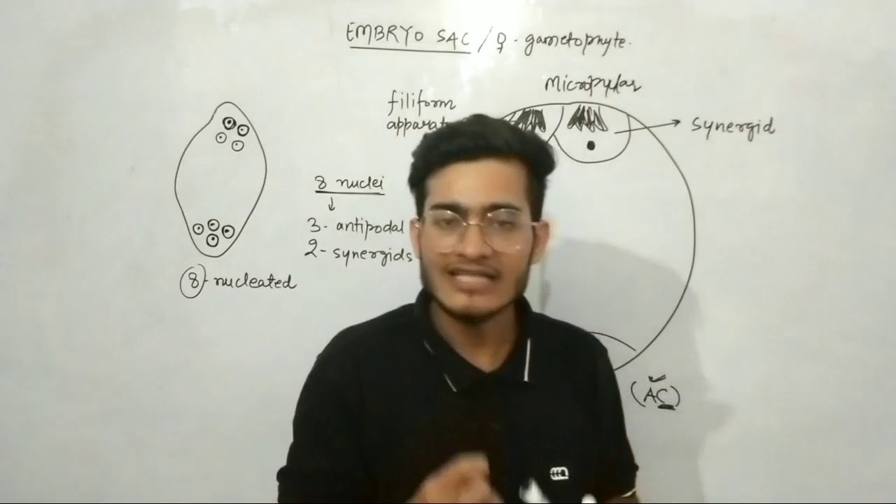 L12: Embro Sac- Structure and development Ft. Vipin Sharma