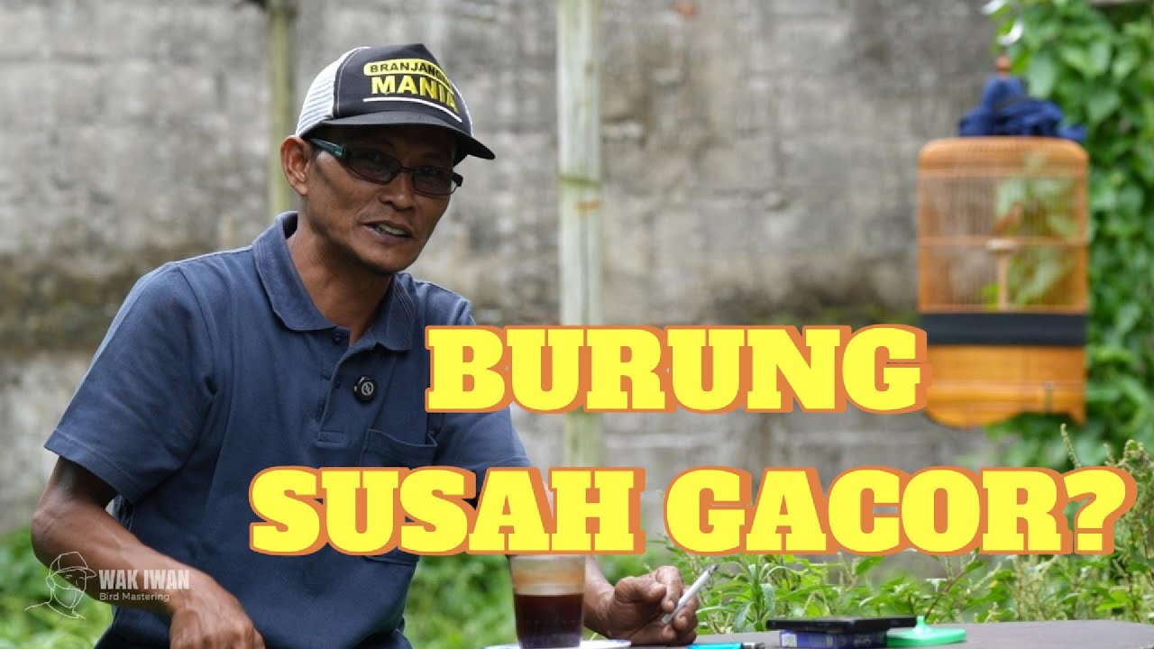 CARA MENAIKKAN B1R4HI BURUNG AGAR CEPAT GACOR