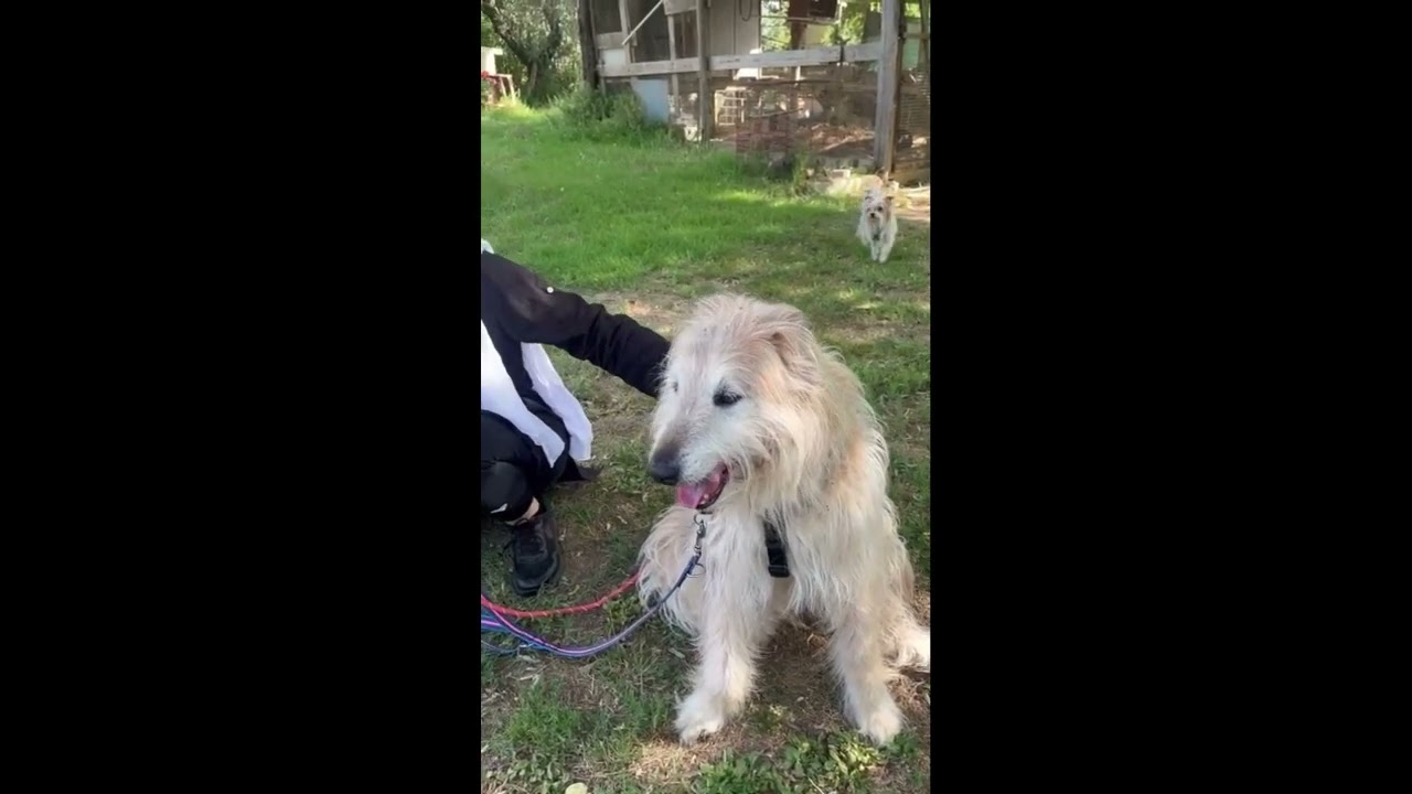 Ralph - ultimo step: l'inclusione. Come educare un cane non socializzato con l'umano?