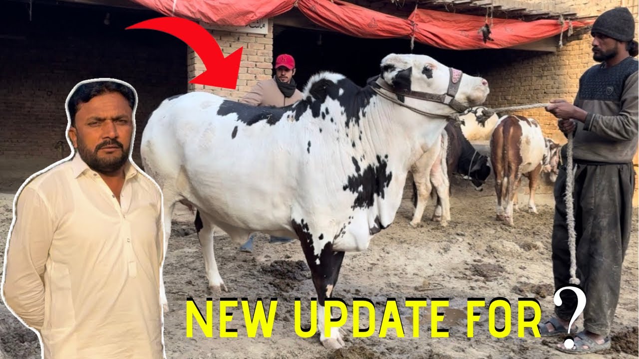 New update for??||Kahror pacca Farmers🥰||King Of Multan Mandi 👑