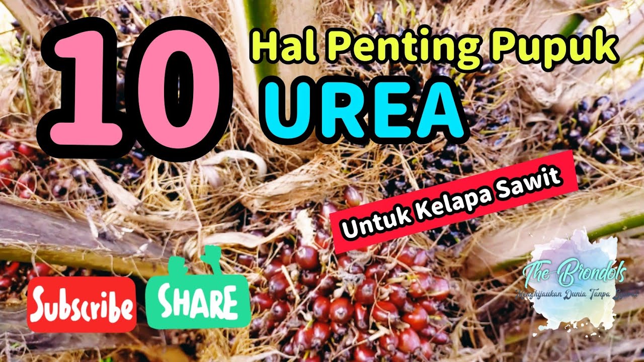 10 Hal Tentang Pupuk Urea Untuk Kelapa Sawit