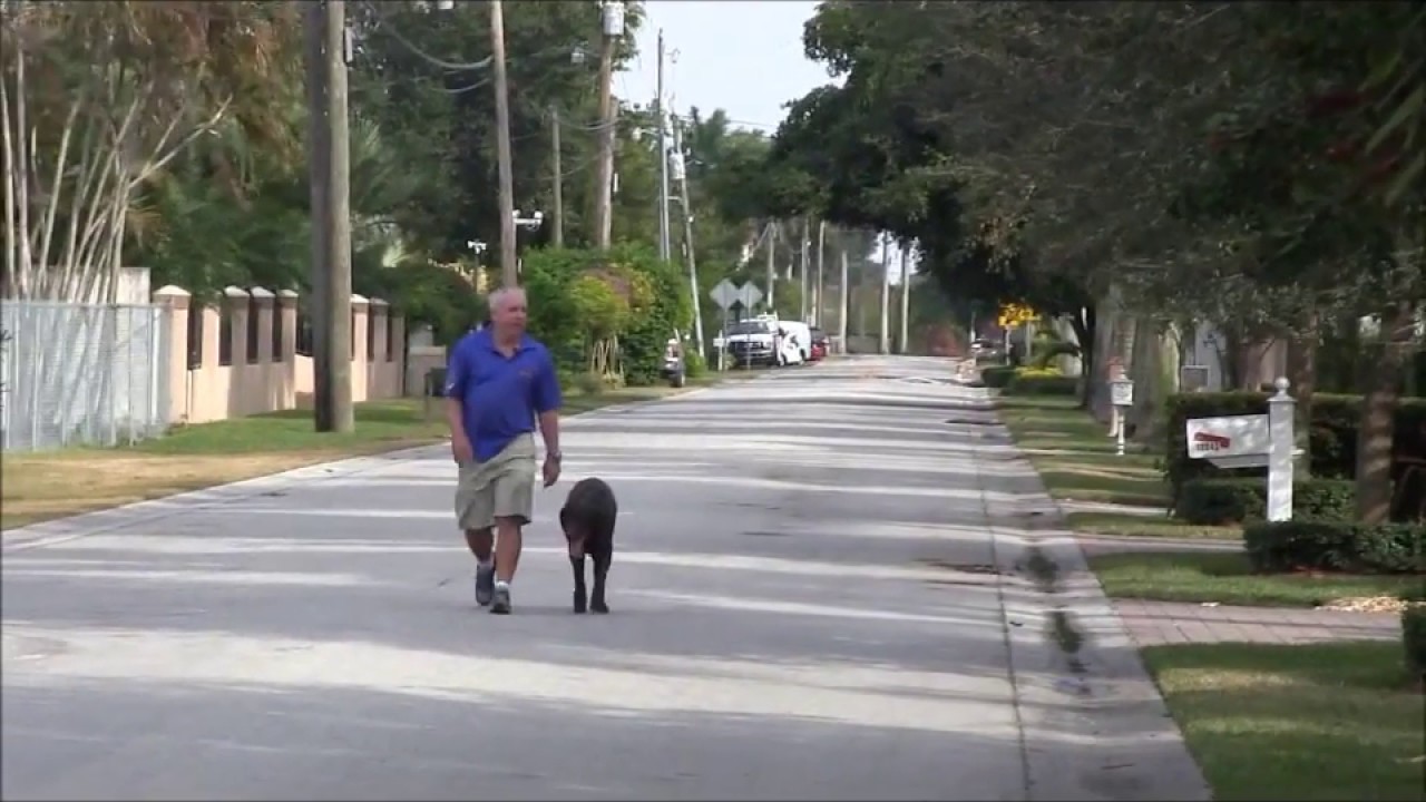 Miami's Own Dog Trainer Richard Heinz: Obedience Training Walking