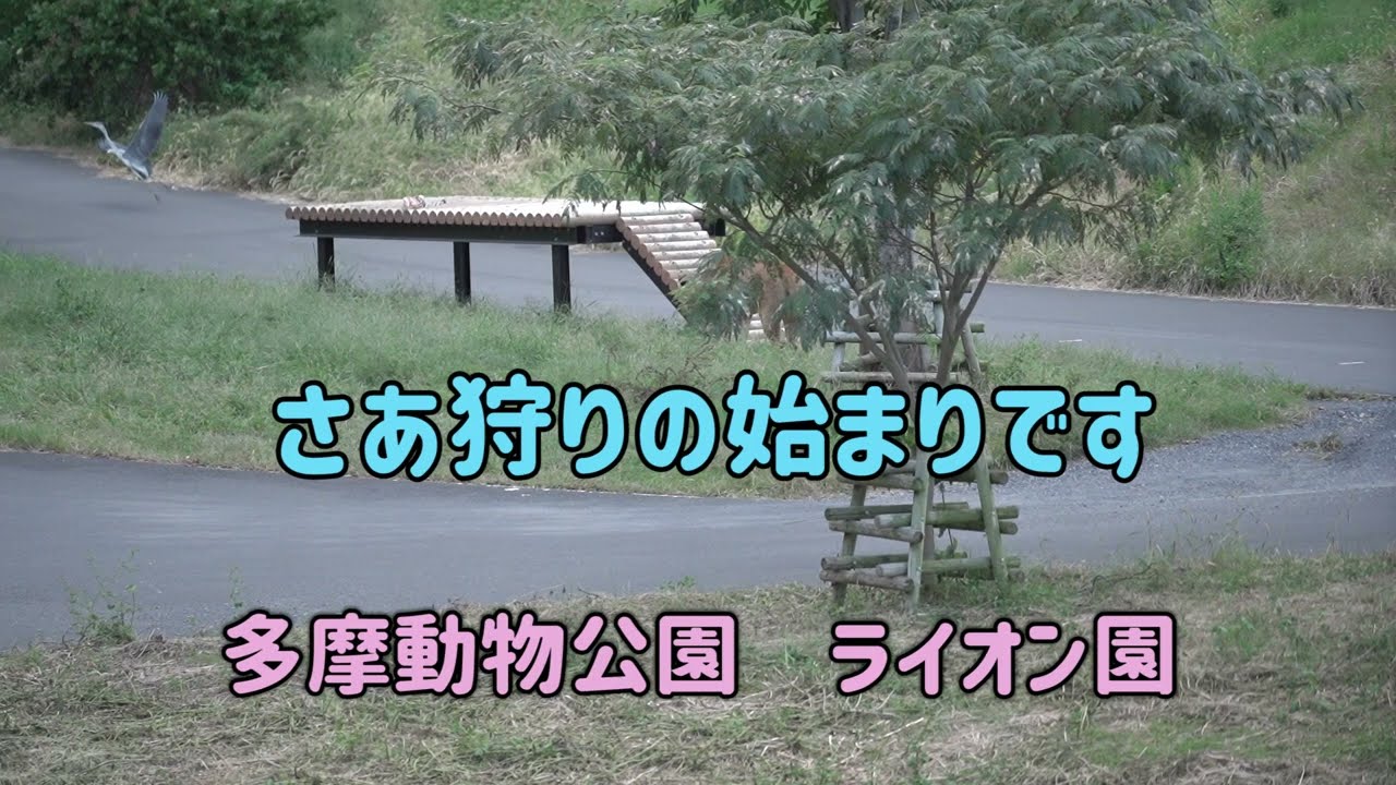 ライオン園　さあ狩りの始まりです　アオサギを見つけたタナ＆ルエナ姉妹　アオサギは逃げて行きました　多摩動物公園　pride of Lions at Tama zoo