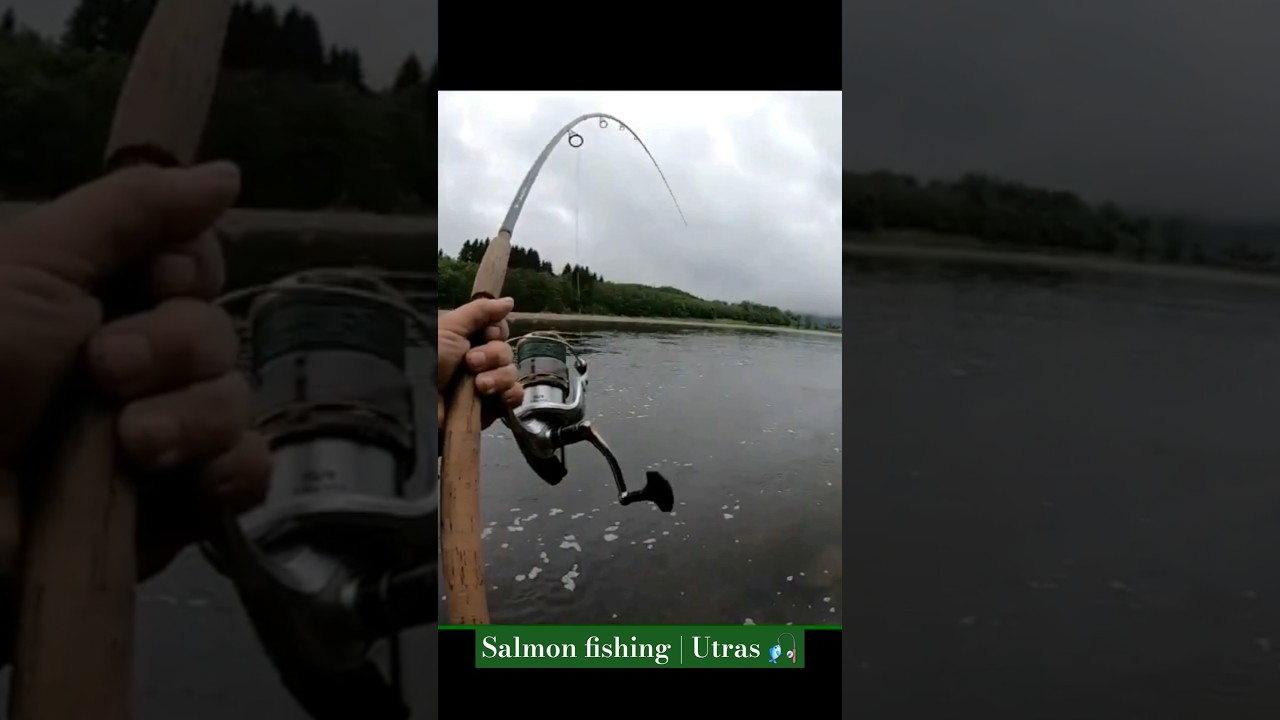 Salmonfishing | Salmonruns #fishing #fish #foryou #shortvideo #spinnfishing #bigfish #foxnfishing