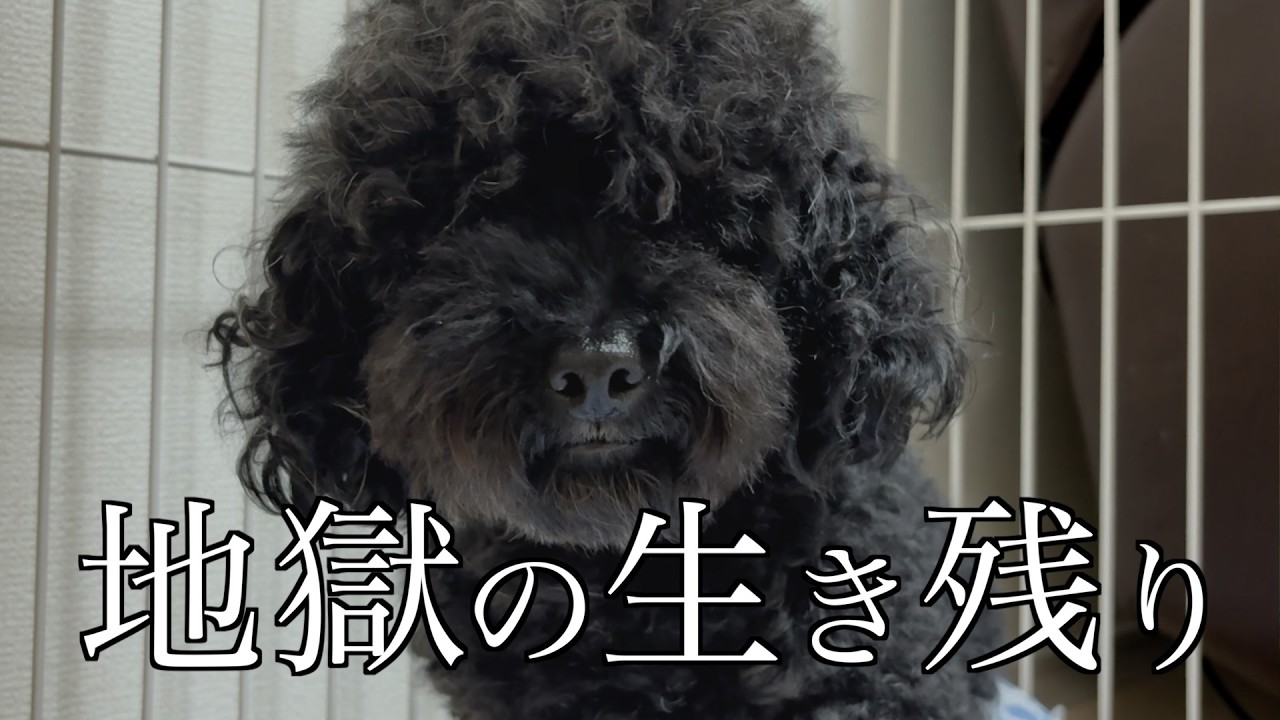 【地獄の生き残り】子犬工場から１匹の犬を保護しました。