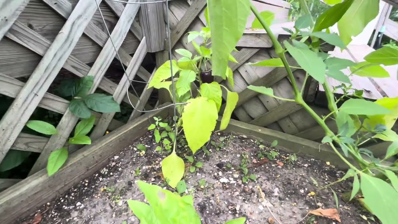 Garden mishaps 