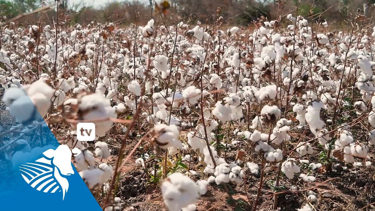 Sistemas de producción y cosecha del algodón en el Chaco | #268