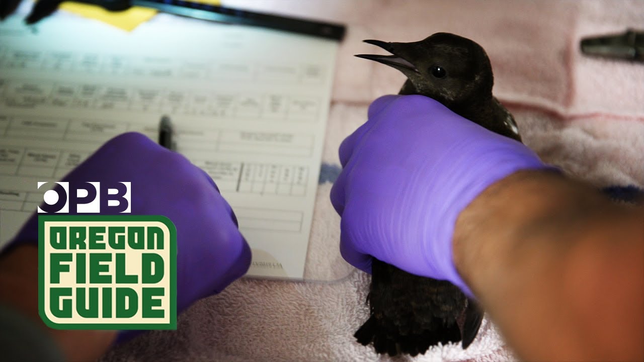 Searching for the most elusive bird in the Northwest | Oregon Field Guide