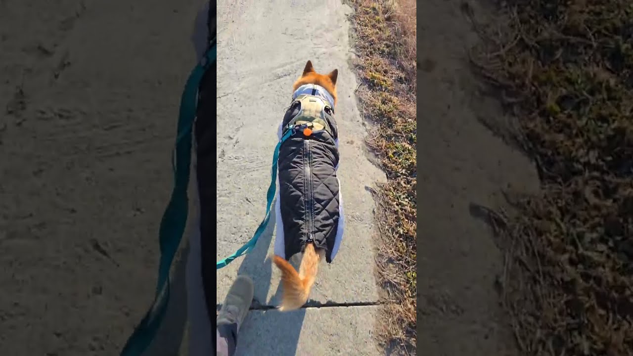 20260121 오전 산책 0 Morning walk - 따야 Ddaya🥰 #왕크왕귀 #진도믹스 #황구 #시고르자브 #댕댕이