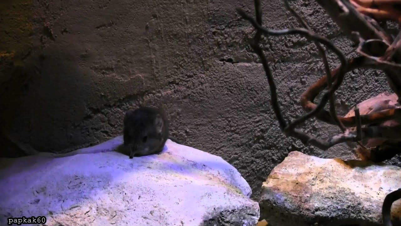 Thoiry 2014 - Les petites b&ecirc;tes ...