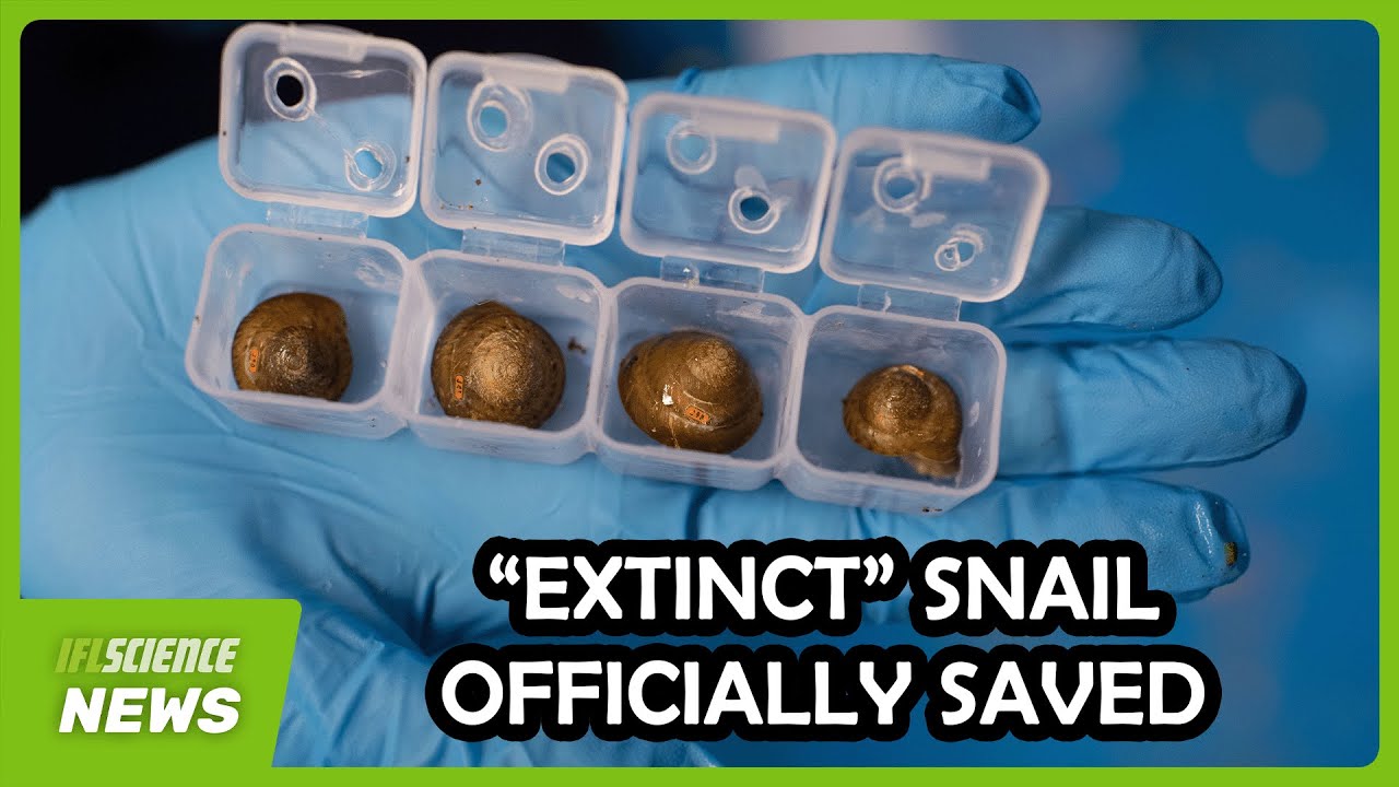 Bermuda Snail Officially Saved From Extinction Following Global Conservation Effort