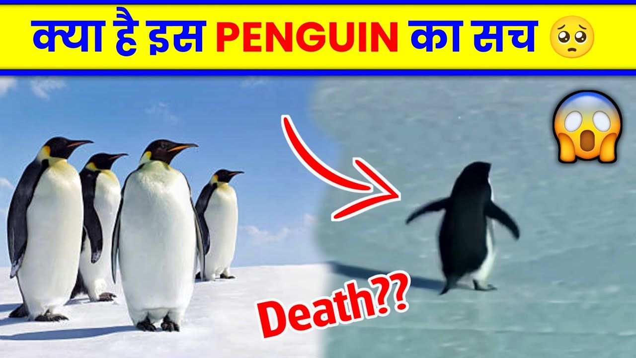 The Real Story Behind the Viral Penguin Video | 2007 Antarctica Documentary Explained