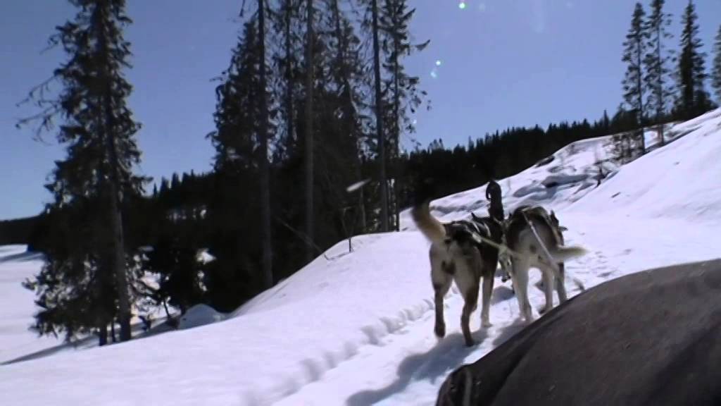 Beito Husky tour