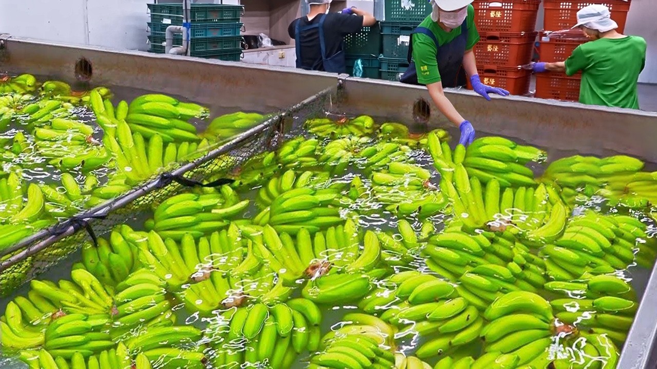 A Special Sight！Amazing Food Factory Mass Production Process / 最精彩的！食品量產工廠大集合(香腸, 香蕉, 泰國蝦, 椰子工廠)