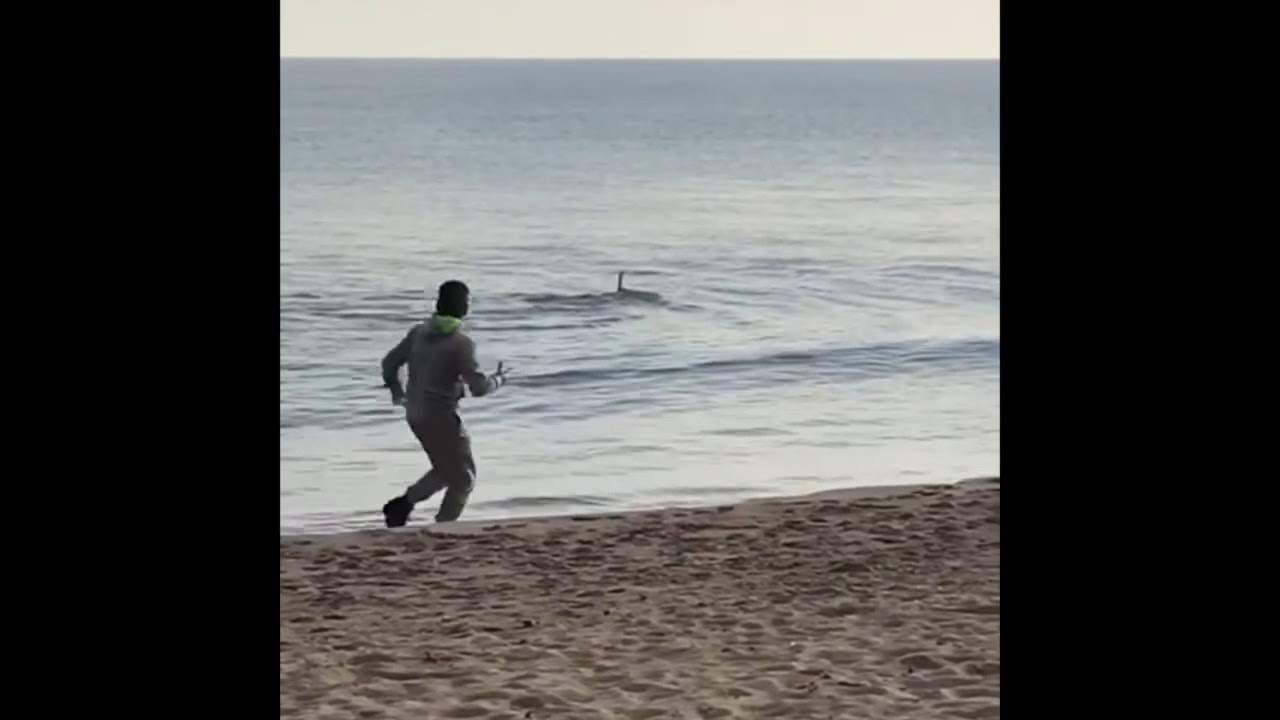Delfino in riva al Poetto